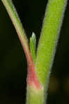 Longleaf buckwheat